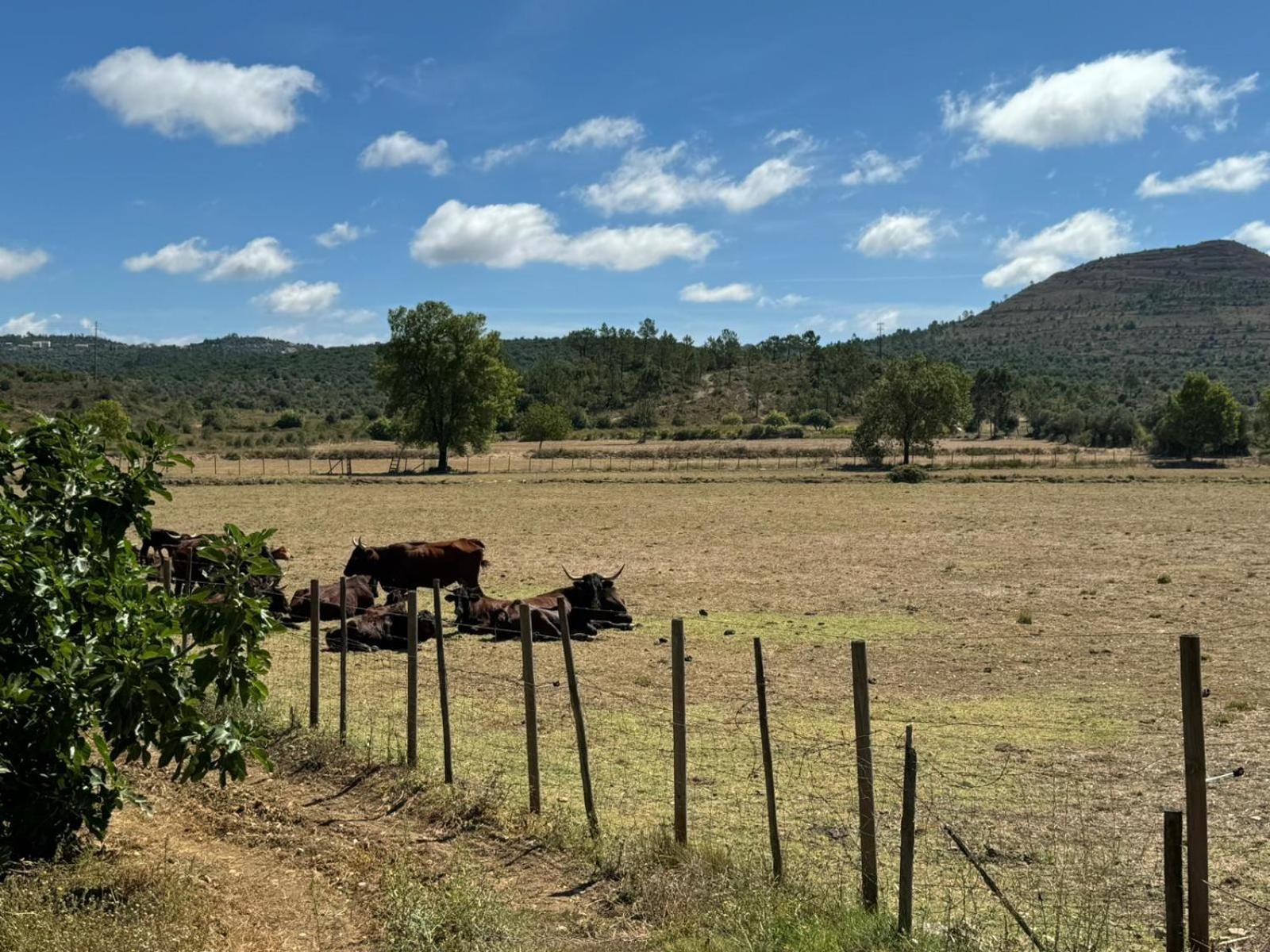 Casa Da Lima - Nestled In Nature On Santiago'S And Fatima'S Path, Close To Coimbra And Rabacal Alvorge Εξωτερικό φωτογραφία
